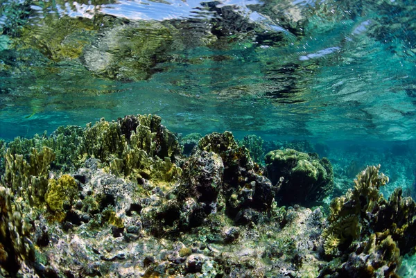 Karibisches Meer Belize Flachwasserkorallenriff Feuerkoralle — Stockfoto