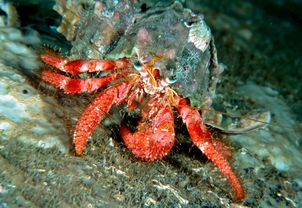 Italy Mediterranean Sea Hermit Crab Dardanus Arrosos — Stock Photo, Image