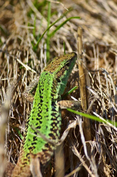 Itália Sicília Campo Lagarto Closeup Lacerta Bilineata — Fotografia de Stock