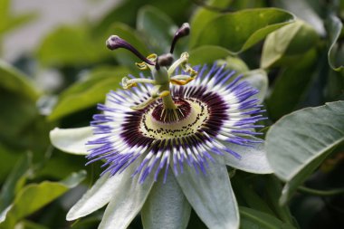 ITALY, Lazio, kırsal, çarkıfelek meyvesi (Passiflora)