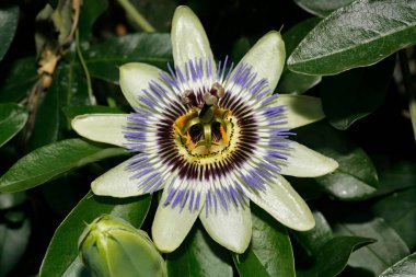 ITALY, Lazio, kırsal, çarkıfelek meyvesi (Passiflora)