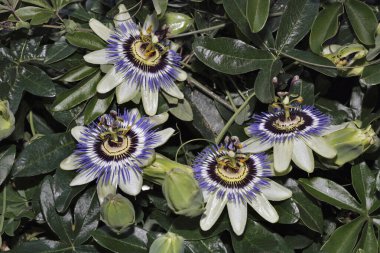ITALY, Lazio, kırsal, çarkıfelek meyveleri (Passiflora)