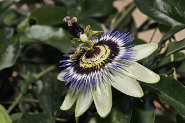 ITALY, Lazio, kırsal, çarkıfelek meyvesi (Passiflora)