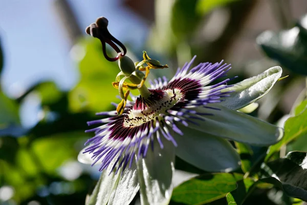Włochy Lacjum Wieś Kwiat Marakuji Passiflora — Zdjęcie stockowe