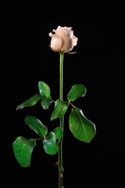 İtalya, gül (Rosa canina) yakın plan