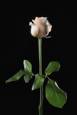 İtalya, gül (Rosa canina) yakın plan