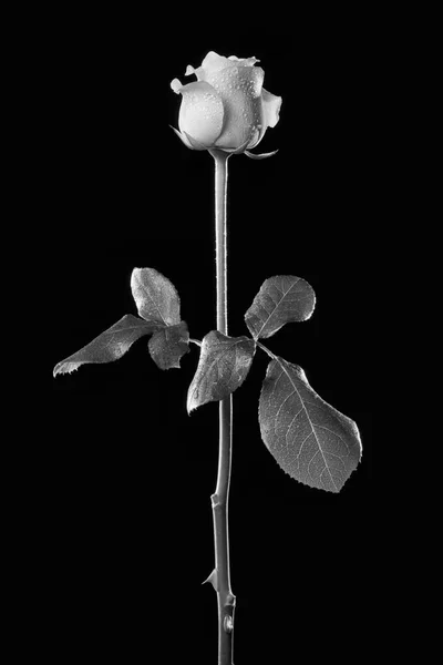 Włochy Róża Rosa Canina Zbliżenie — Zdjęcie stockowe