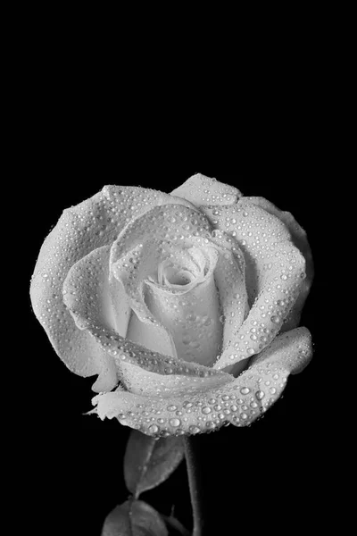 Włochy Róża Rosa Canina Zbliżenie — Zdjęcie stockowe