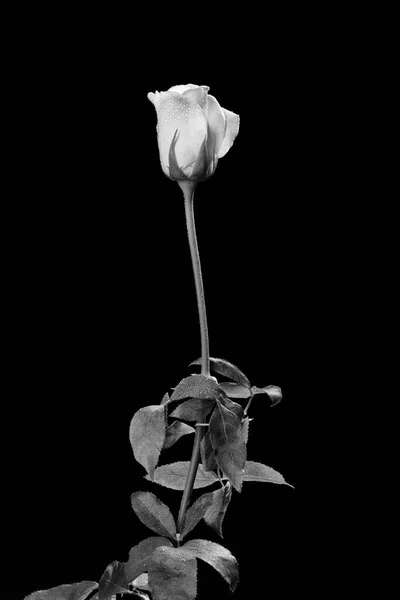 Ιταλία Τριαντάφυλλο Rosa Canina Closeup Εικόνα Αρχείου