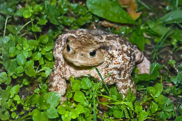 Italy Countryside Common Toad Bufo Bufo Closeup — Stock Photo, Image