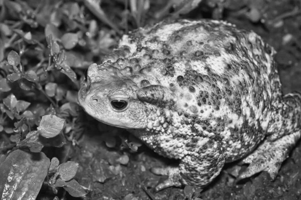 Włochy Wieś Ropucha Zwyczajna Bufo Bufo Zbliżenie — Zdjęcie stockowe