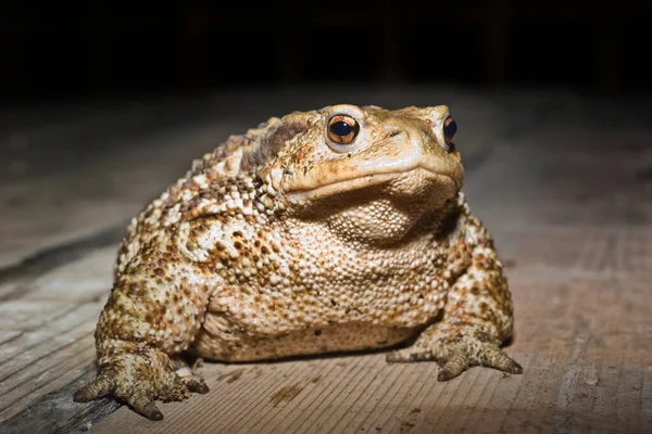 Italien Landschaft Kröte Bufo Bufo Nahaufnahme — Stockfoto