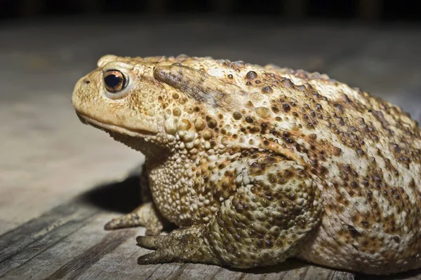 Italie Campagne Crapaud Commun Bufo Bufo Gros Plan — Photo