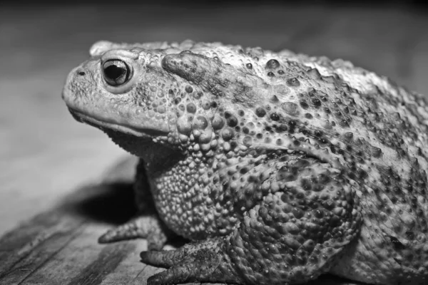 Itália Zona Rural Sapo Comum Bufo Bufo Close — Fotografia de Stock