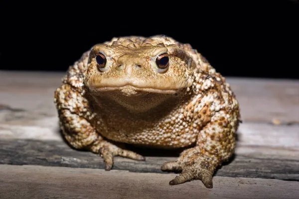 Italien Landschaft Kröte Bufo Bufo Nahaufnahme — Stockfoto