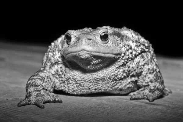 Italien Landschaft Kröte Bufo Bufo Nahaufnahme — Stockfoto