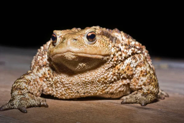 Italia Campagna Rospo Comune Bufo Bufo Primo Piano — Foto Stock