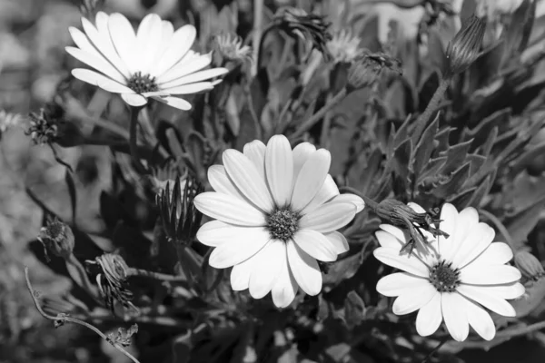 Italia Sicilia Campo Margaritas Blancas Jardín — Foto de Stock