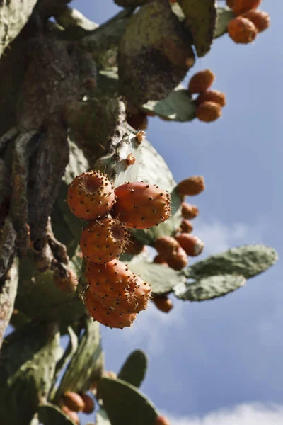 Italy Sicily Castelmola Taormina Prickly Pears Sicilian Countryside — Stock Photo, Image