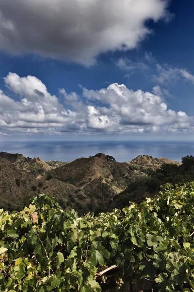 Itália Sicília Castelmola Taormina Folhas Uva Vinho Costa Oriental Rochosa — Fotografia de Stock