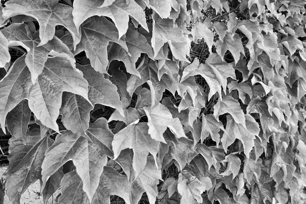 Italie Sicile Campagne Lierre Américain Dans Jardin — Photo