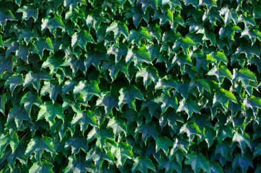 İtalya, Sicilya, bahçenin duvarında sarmaşık bitkisi (Hedera)