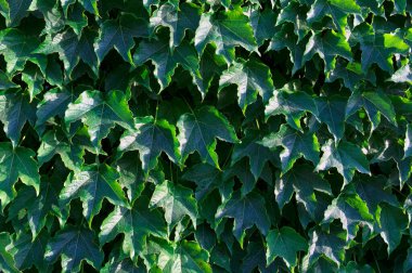 İtalya, Sicilya, bahçenin duvarında sarmaşık bitkisi (Hedera)