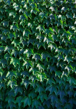 İtalya, Sicilya, bahçenin duvarında sarmaşık bitkisi (Hedera)