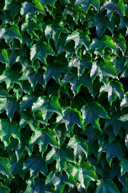 İtalya, Sicilya, bahçenin duvarında sarmaşık bitkisi (Hedera)