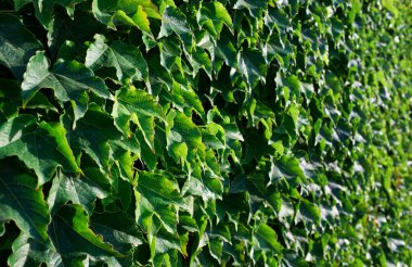 İtalya, Sicilya, bahçenin duvarında sarmaşık bitkisi (Hedera)