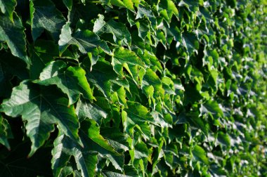 İtalya, Sicilya, bahçenin duvarında sarmaşık bitkisi (Hedera)