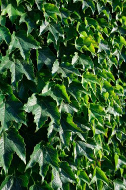 İtalya, Sicilya, bahçenin duvarında sarmaşık bitkisi (Hedera)