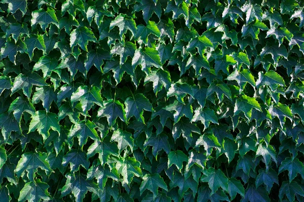 Italien Sizilien Efeupflanze Hedera Einer Gartenmauer — Stockfoto