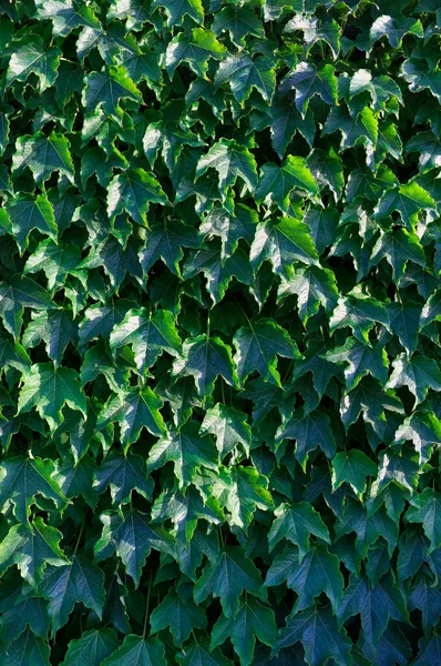 Італія Сицилія Плющ Рослини Hedera Стіні Саду — стокове фото