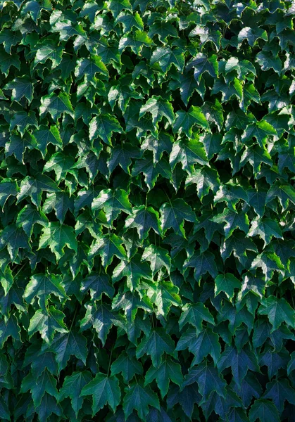 İtalya, Sicilya, bahçenin duvarında sarmaşık bitkisi (Hedera)
