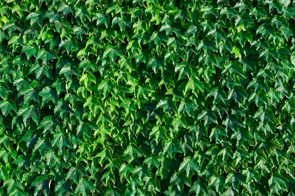 Італія Сицилія Плющ Рослини Hedera Стіні Саду — стокове фото