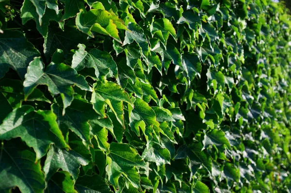 Italia Sicilia Planta Hiedra Hedera Pared Jardín — Foto de Stock