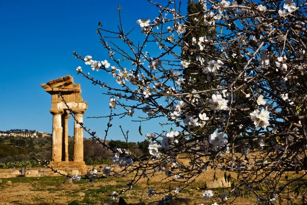 Itálie Sicílie Agrigento Řecké Chrámy Údolí Mandlový Strom Květinami Castore — Stock fotografie