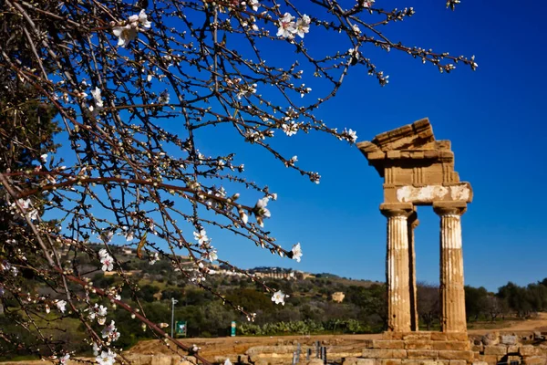 Italia Sicilia Agrigento Valle Dei Templi Greci Mandorlo Con Fiori — Foto Stock