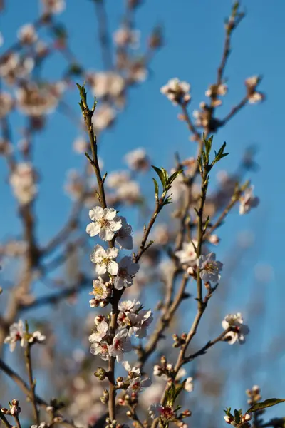 Itálie Sicílie Agrigento Květy Mandlí Prunus Communis — Stock fotografie