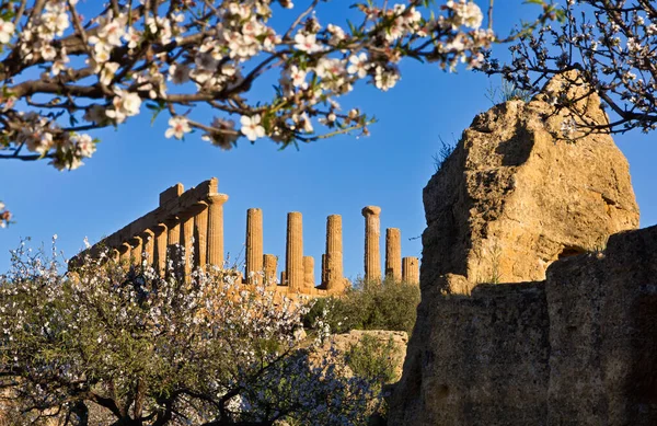 Talya Sicilya Agrigento Yunan Tapınak Vadisi Badem Çiçeği Juno Tapınağı — Stok fotoğraf