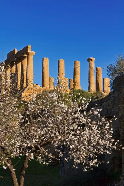 Itália Sicília Agrigento Vale Dos Templos Gregos Flor Amêndoa Templo — Fotografia de Stock