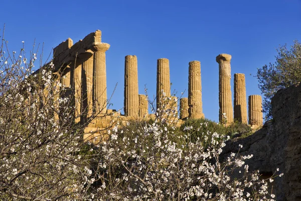 Talya Sicilya Agrigento Yunan Tapınak Vadisi Badem Çiçeği Juno Tapınağı — Stok fotoğraf