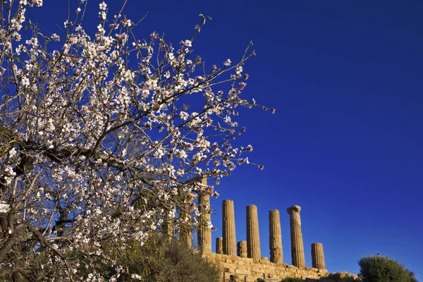 Itália Sicília Agrigento Vale Dos Templos Gregos Flor Amêndoa Templo — Fotografia de Stock