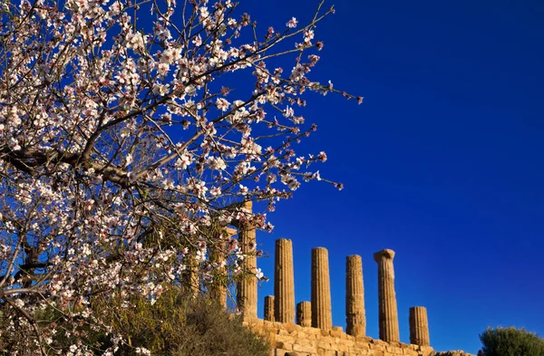 Itália Sicília Agrigento Vale Dos Templos Gregos Flor Amêndoa Templo — Fotografia de Stock