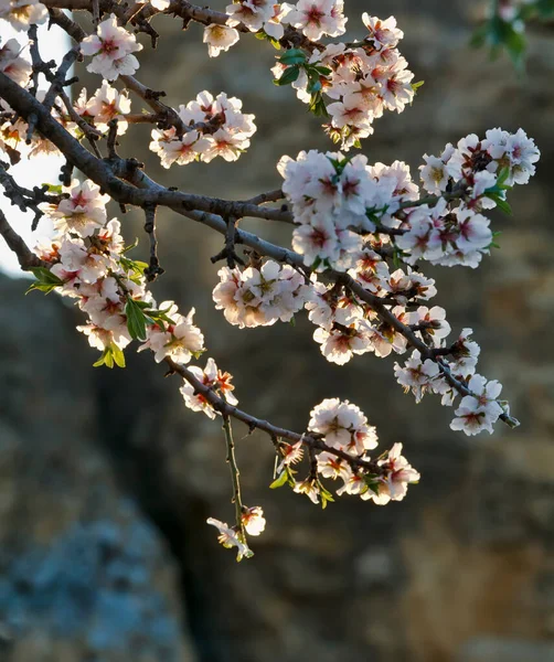 Itálie Sicílie Agrigento Venkov Mandlový Květ — Stock fotografie