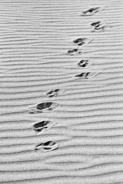 Italy Sicily Southern Coastline Dog Footprints Beach Sand — Stock Photo, Image