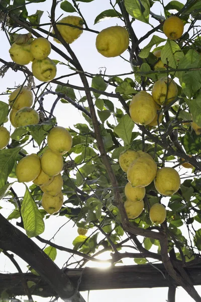 Italien Kampanien Insel Ischia Mediterraner Zitronenbaum — Stockfoto