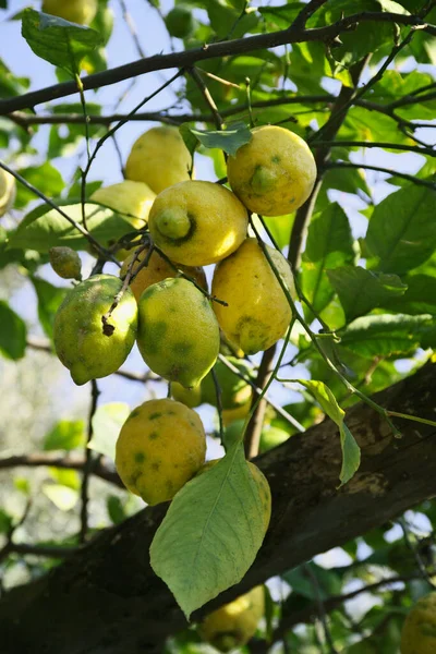 Italien Kampanien Ischia Citronträd Från Medelhavet — Stockfoto