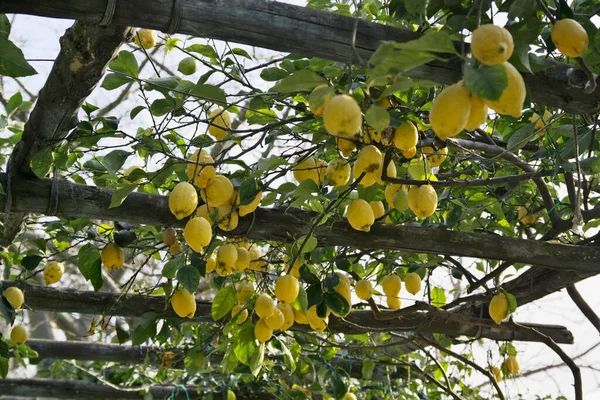 Italien Kampanien Ischia Citronträd Från Medelhavet — Stockfoto